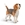 Beagle - Imagen 1