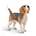 Beagle - Imagen 1