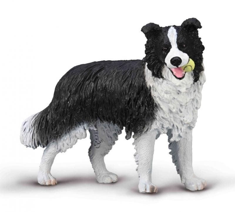 Border Collie - Imagen 1