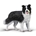 Border Collie - Imagen 1