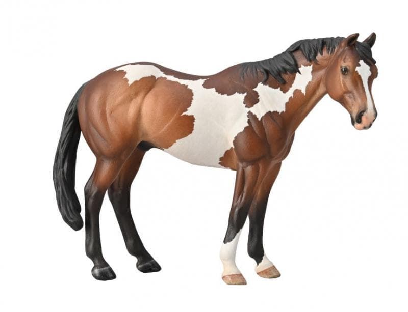 Caballo Semental Appaloosa - Imagen 1