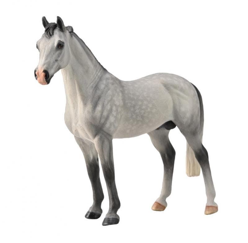 Caballo semental Hannoveriano gris moteado - Imagen 1