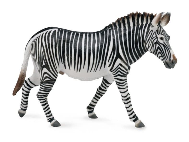 Cebra de Grevy - Imagen 1