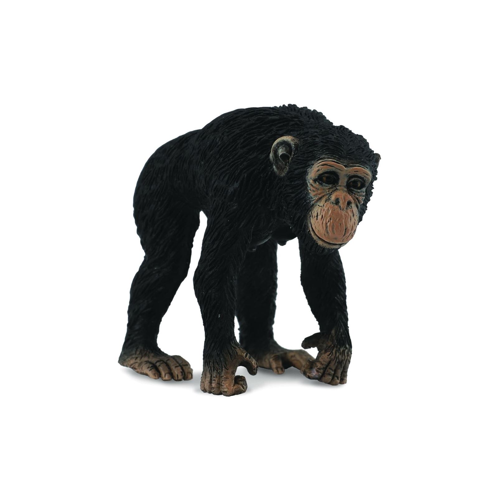 Chimpancé hembra - Imagen 1