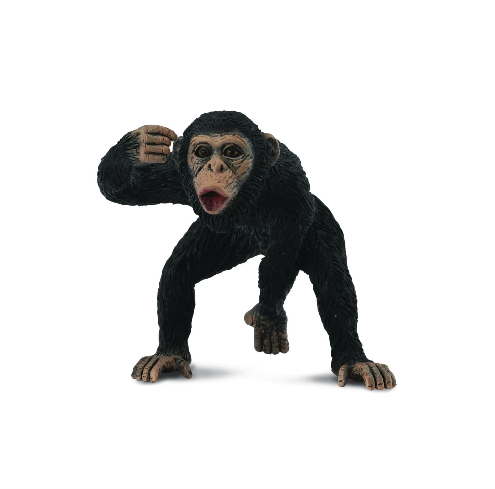 Chimpancé macho - Imagen 1