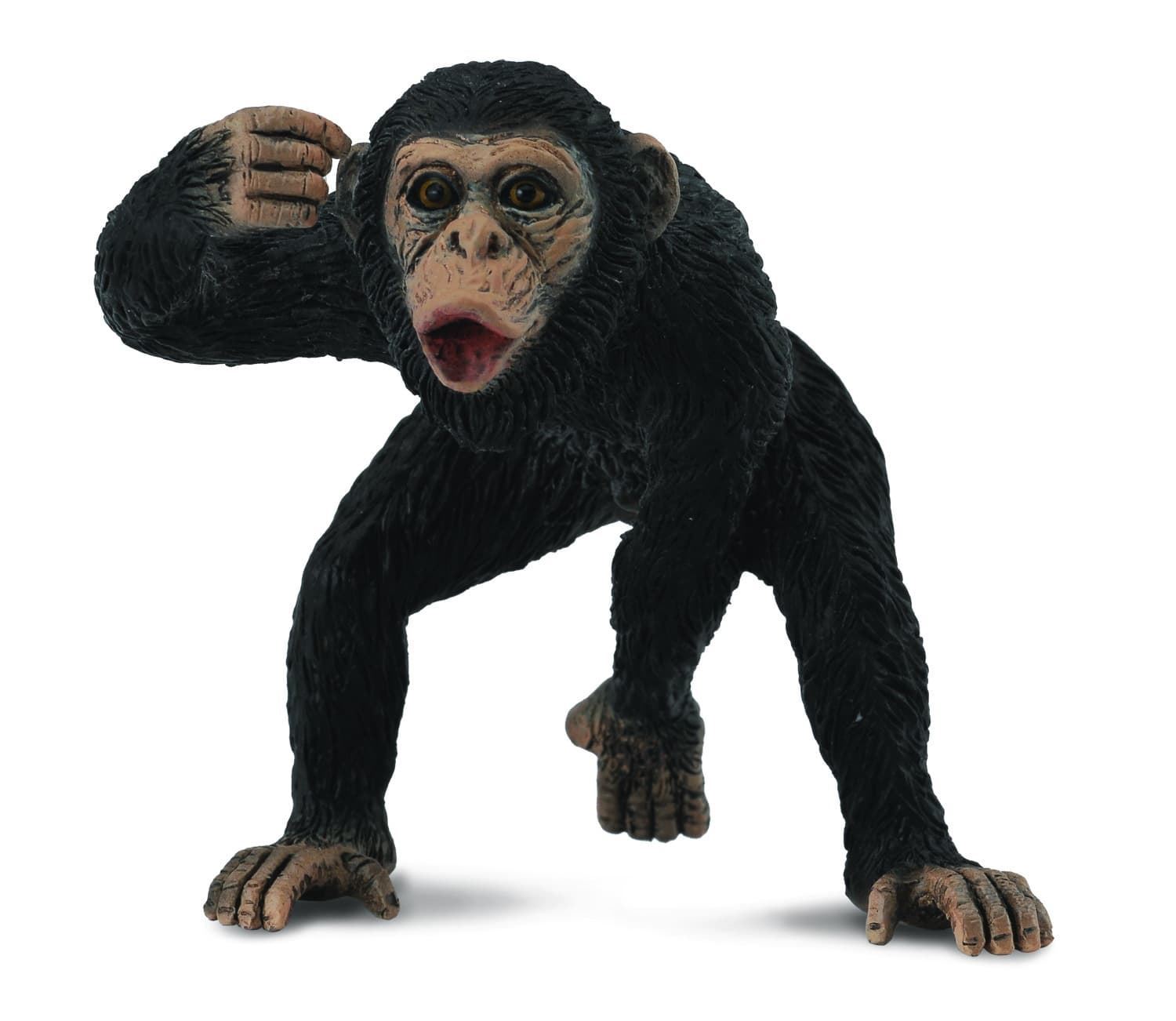 Chimpancé macho - Imagen 1