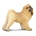 Chow Chow - Imagen 1