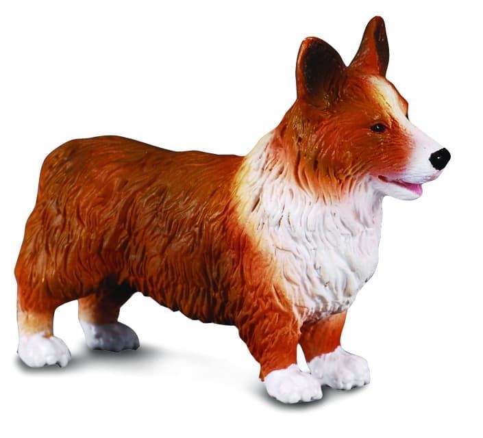 Corgi galés - Imagen 1