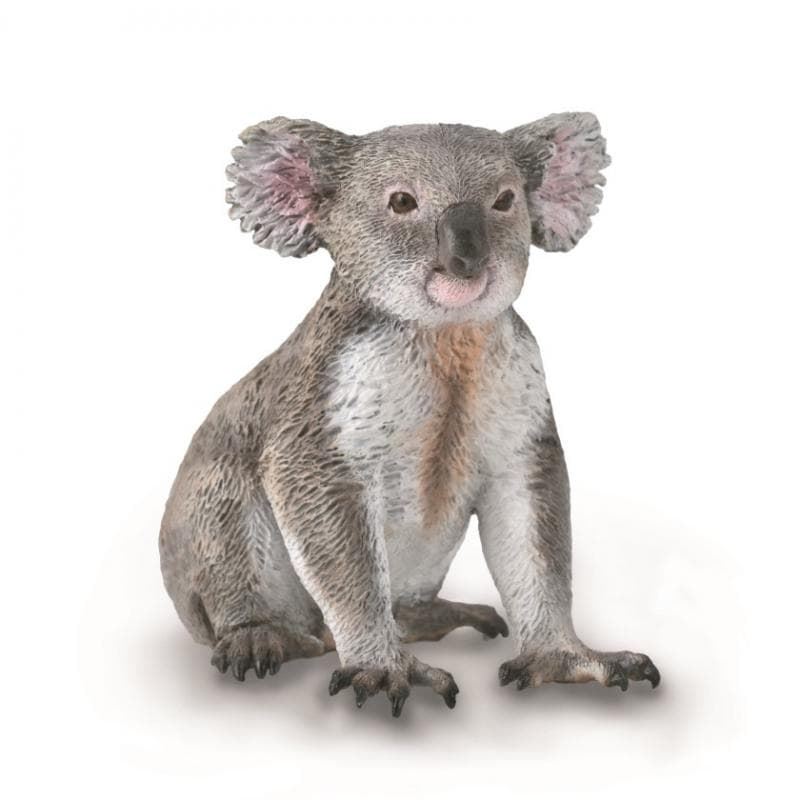 Koala - Imagen 1