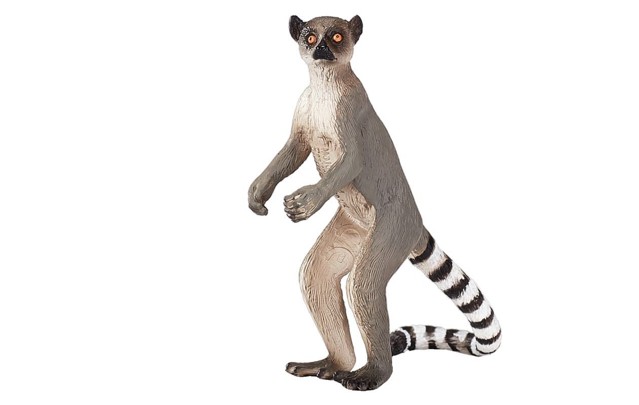 Lemur cola anillada - Imagen 1