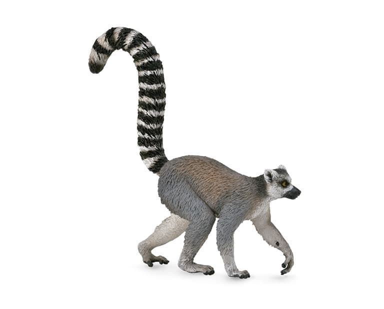 Lemur con cola de anillos - Imagen 1