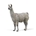 Llama - Imagen 1