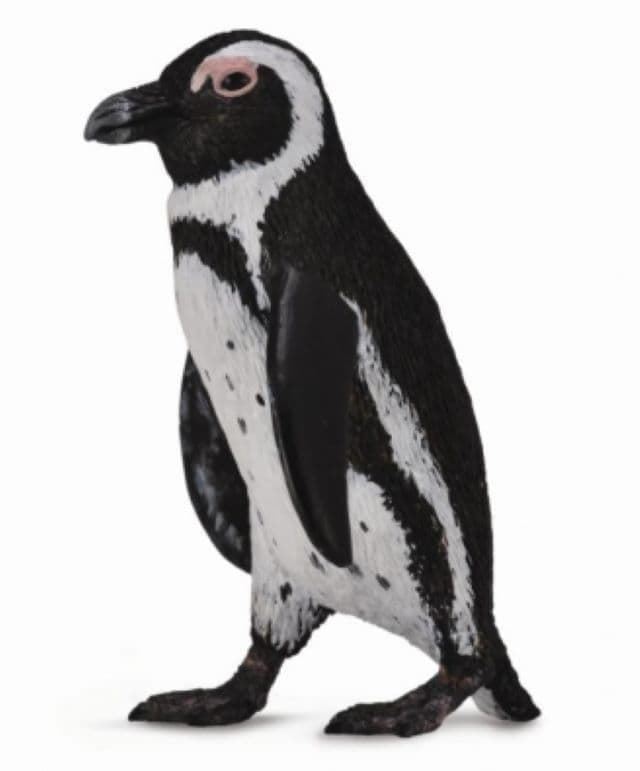 Pingüino del cabo - Imagen 1