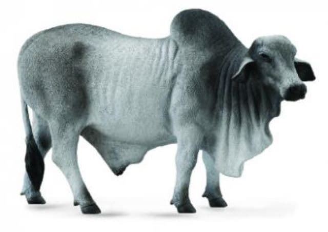 Toro Brahman - Imagen 1