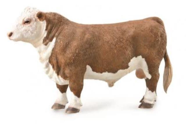 Toro Hereford - Imagen 1